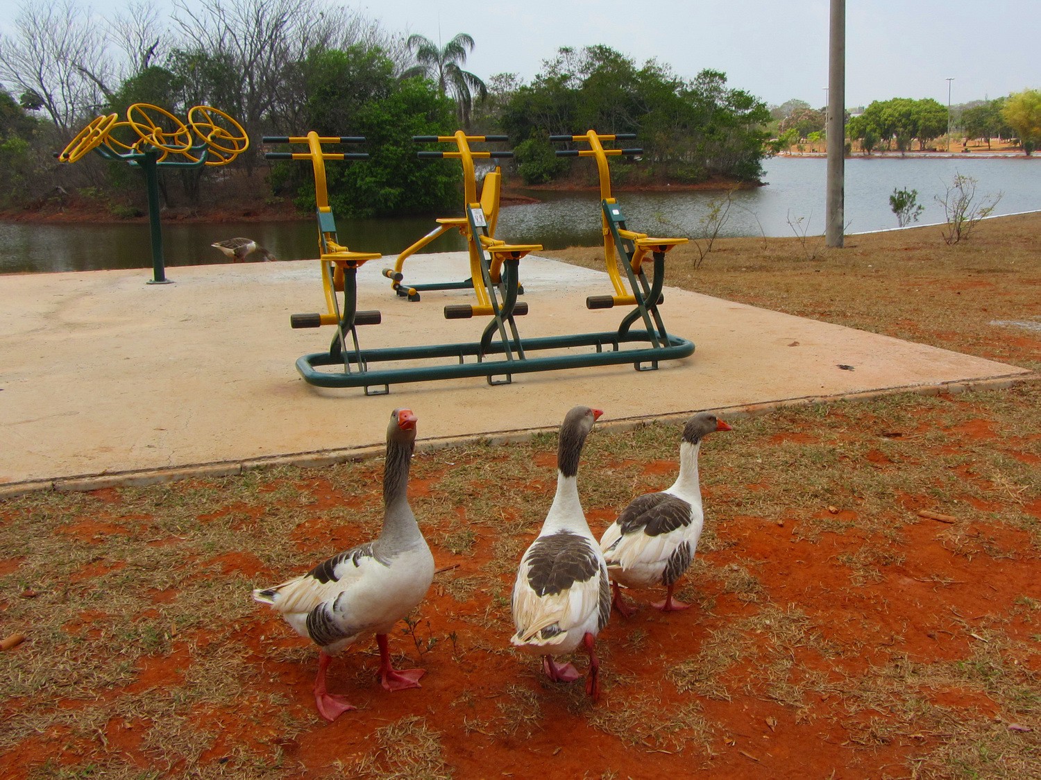 Geese in the Parque da Cidade